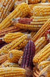 Photo of corn