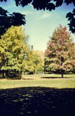 Soft Maple