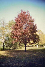 Soft Maple