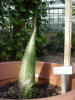 Titan Arum