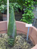 Titan Arum