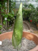 Titan Arum