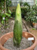 Titan Arum