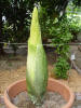 Titan Arum