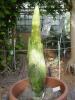 Titan Arum