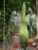 Titan Arum