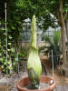Titan Arum
