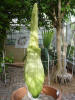 Titan Arum