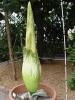 Titan Arum