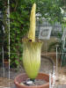 Titan Arum