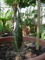 Titan Arum