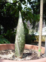 Titan Arum