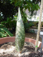 Titan Arum