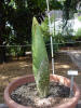 Titan Arum