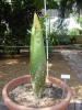 Titan Arum