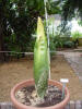 Titan Arum