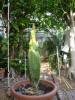 Titan Arum