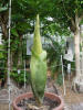 Titan Arum