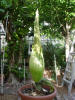 Titan Arum