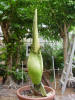Titan Arum