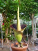 Titan Arum