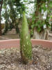 Titan Arum