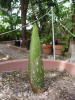 Titan Arum