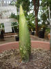 Titan Arum