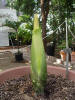 Titan Arum