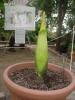 Titan Arum