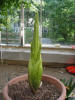 Titan Arum