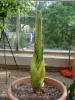 Titan Arum