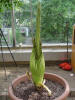 Titan Arum