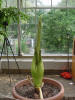 Titan Arum