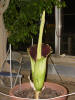 Titan Arum