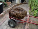 Titan Arum tuber