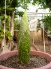 Titan Arum 2014