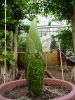 Titan Arum 2014