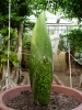 Titan Arum 2014