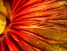 Titan Arum 2014