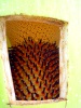Tian Arum 2014