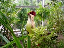 Titan Arum 2014